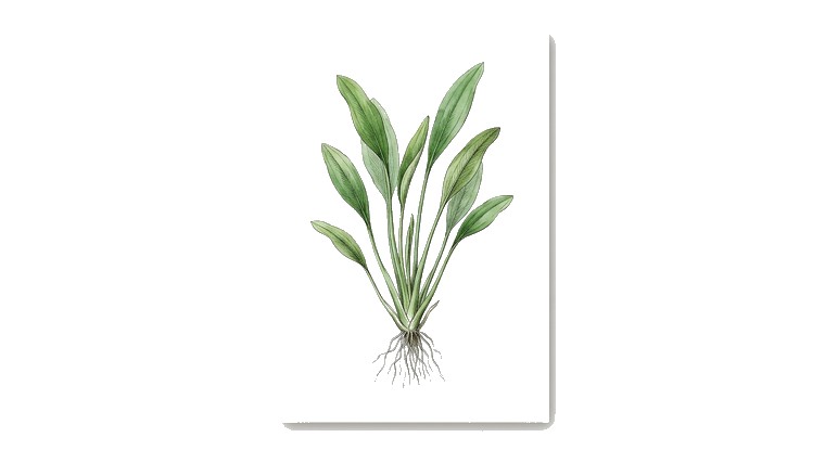 Ottelia alismoides (Ottelia alismoides) illustration