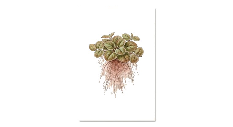 Red Root Floater (Phyllanthus fluitans) illustration