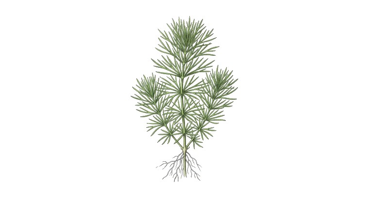 Pogostemon deccanensis (Pogostemon deccanensis) illustration