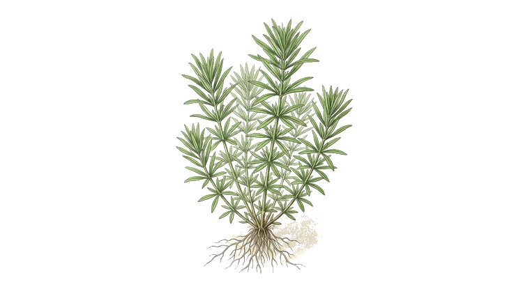 Pogostemon erectus (Pogostemon erectus) illustration