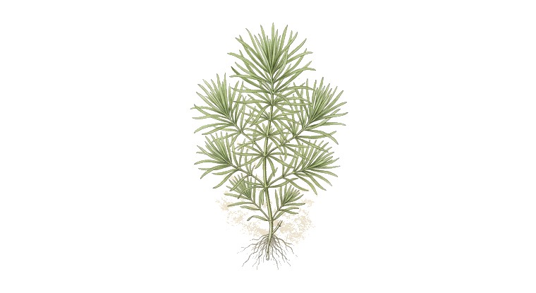 Pogostemon stellatus 'Octopus' (Pogostemon stellatus) illustration