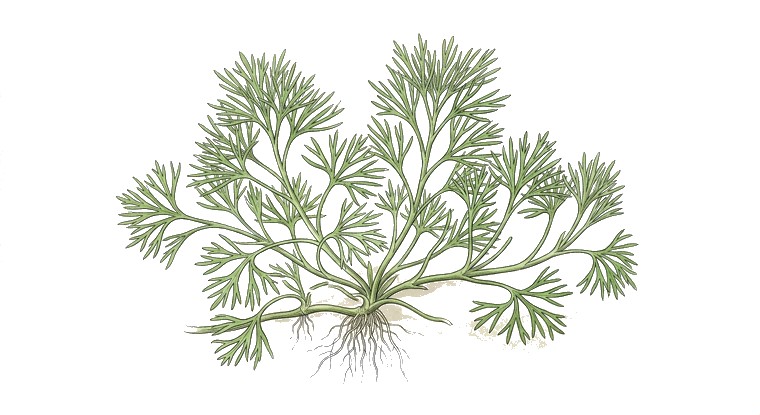 Ranunculus inundatus (Ranunculus inundatus) illustration