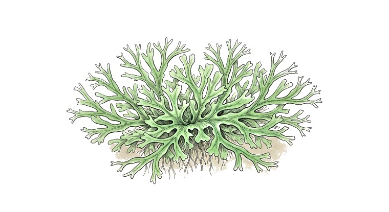 Riccia (Riccia fluitans) illustration