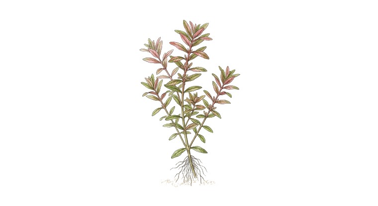 Rotala 'Colorata' (Rotala rotundifolia 'Colorata') illustration