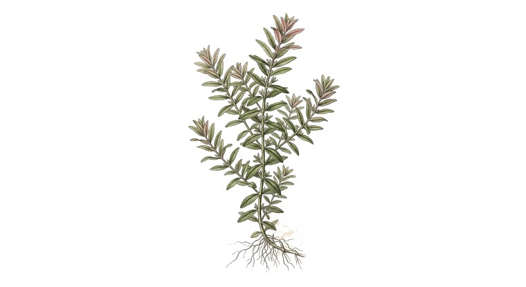 Rotala indica (Rotala indica) illustration