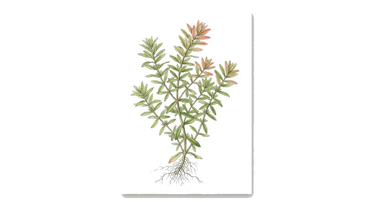 Rotala macrandra (Rotala macrandra) illustration