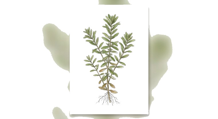 Rotala mexicana 'Goias' (Rotala mexicana 'Goias') illustration