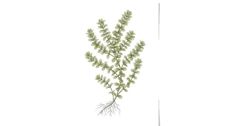 Rotala 'Pearl' (Rotala rotundifolia 'Pearl') illustration