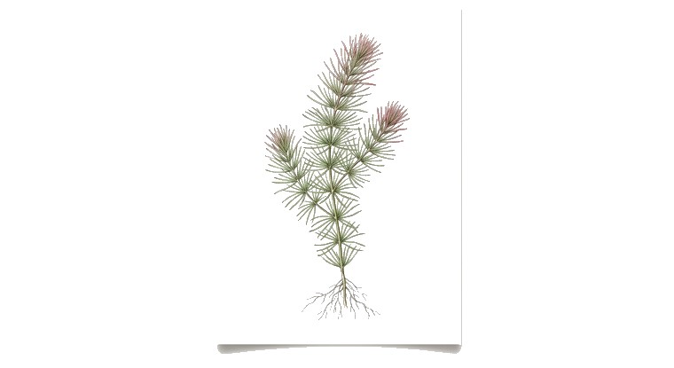 Rotala wallichii (Rotala wallichii) illustration