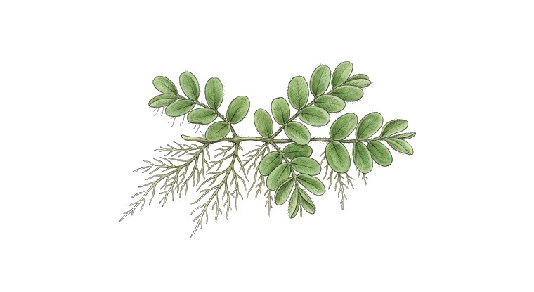 Floating Fern (Salvinia) (Salvinia natans) illustration