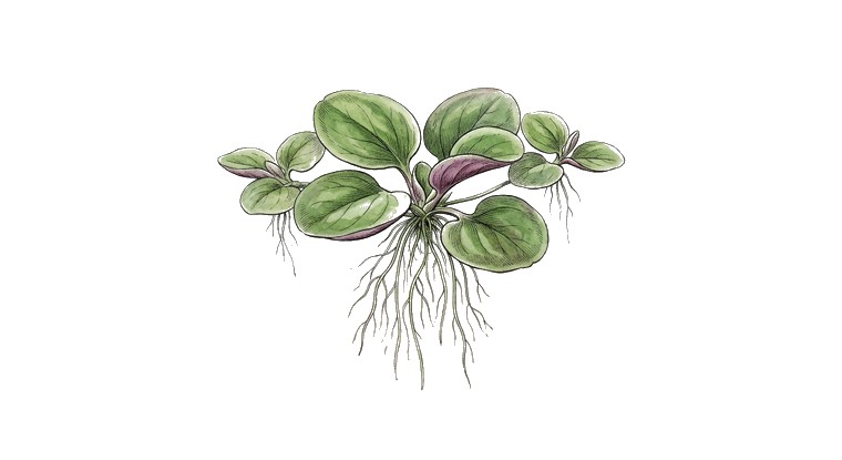 Giant Duckweed (Spirodela polyrhiza) illustration
