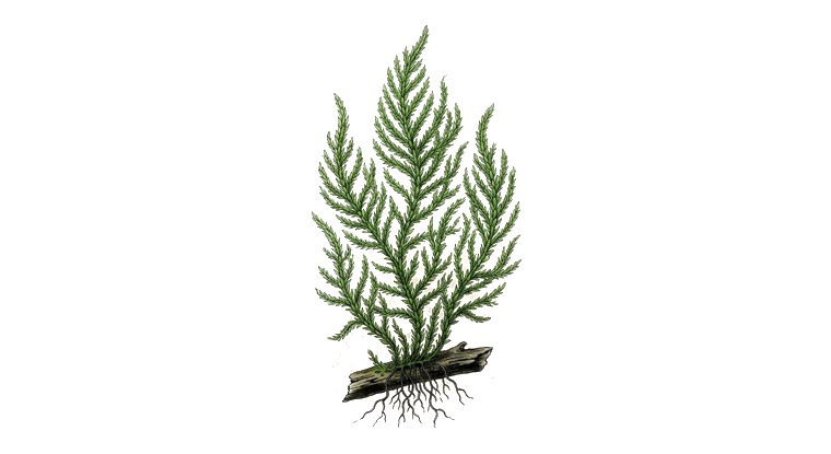 Flame Moss (Taxiphyllum 'Flame') illustration