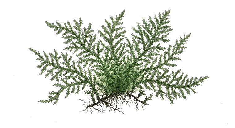 Spiky Moss (Taxiphyllum sp. 'Spiky') illustration