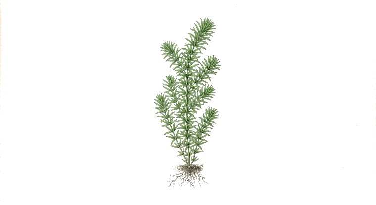 Tonina fluviatilis (Tonina fluviatilis) illustration
