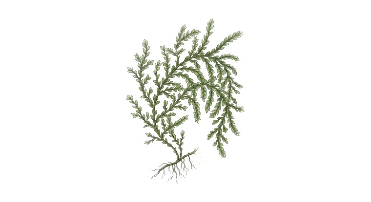 Weeping Moss (Vesicularia ferriei) illustration