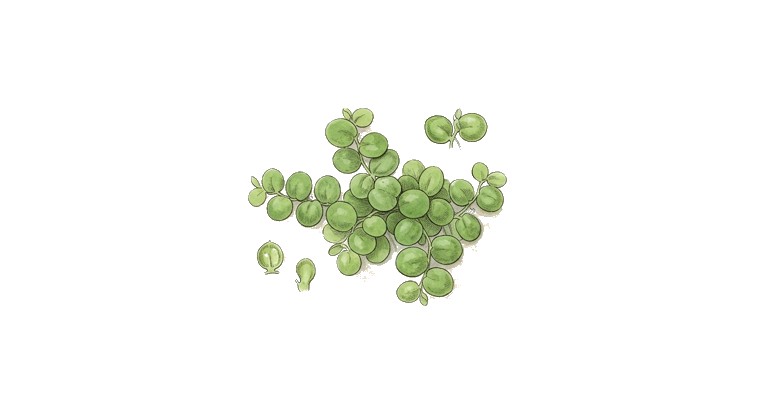 Watermeal (Wolffia globosa) illustration